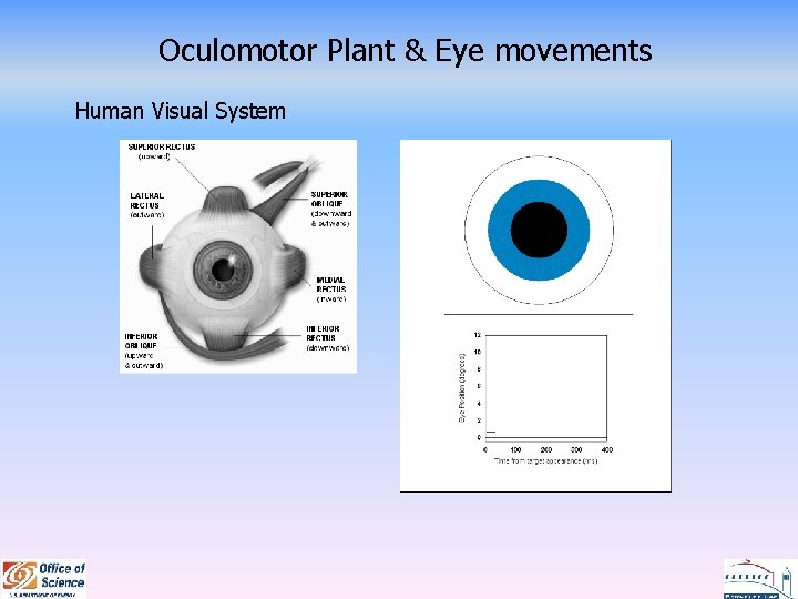 Oculomotor Plant & Eye movements Human Visual System 