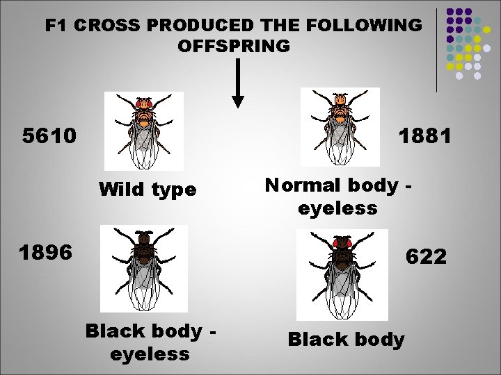 F 1 CROSS PRODUCED THE FOLLOWING OFFSPRING 5610 1881 Wild type Normal body eyeless