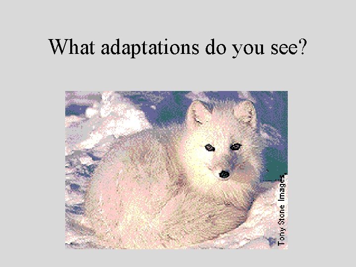 What adaptations do you see? 