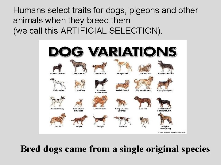 Humans select traits for dogs, pigeons and other animals when they breed them (we