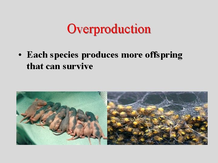 Overproduction • Each species produces more offspring that can survive 