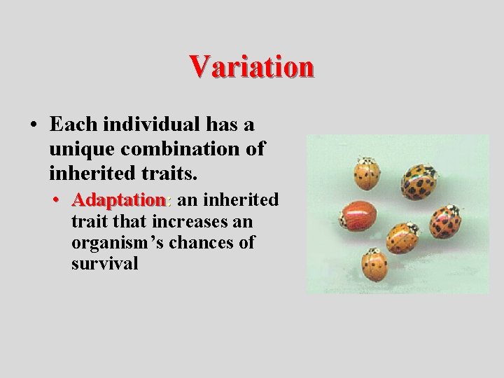 Variation • Each individual has a unique combination of inherited traits. • Adaptation: an