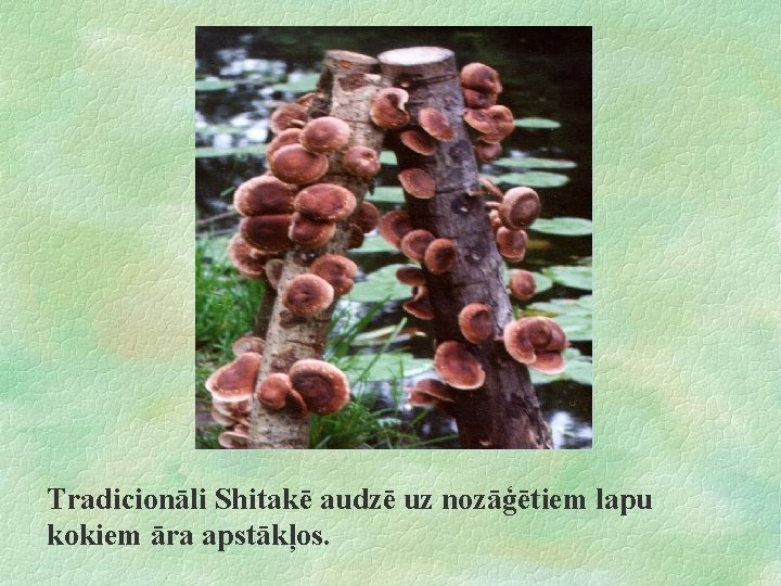 Tradicionāli Shitakē audzē uz nozāģētiem lapu kokiem āra apstākļos. 