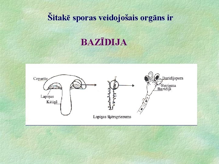 Šitakē sporas veidojošais orgāns ir BAZĪDIJA 