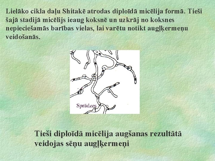 Lielāko cikla daļu Shitakē atrodas diploīdā micēlija formā. Tieši šajā stadijā micēlijs ieaug koksnē