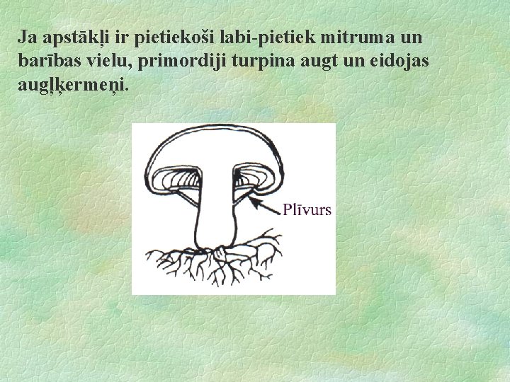 Ja apstākļi ir pietiekoši labi-pietiek mitruma un barības vielu, primordiji turpina augt un eidojas