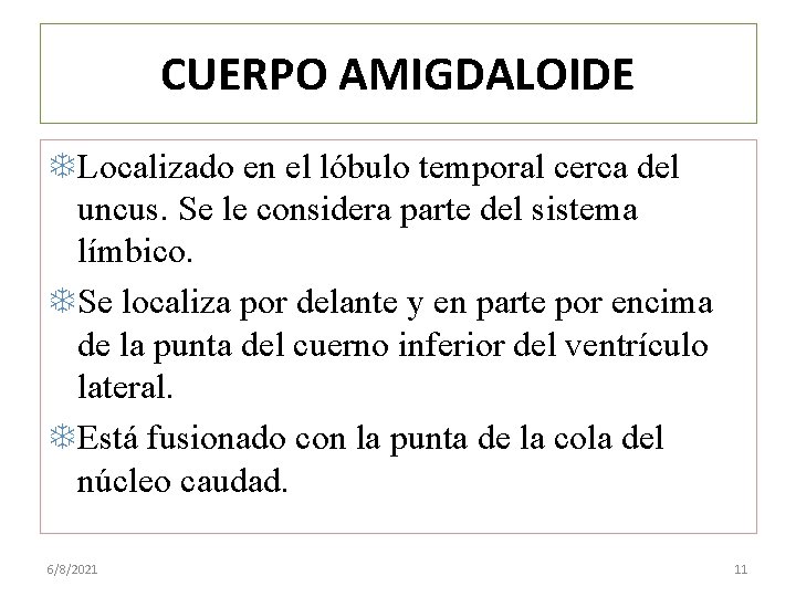 CUERPO AMIGDALOIDE Localizado en el lóbulo temporal cerca del uncus. Se le considera parte