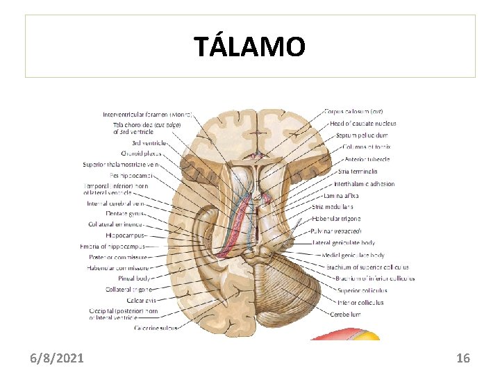 TÁLAMO 6/8/2021 16 