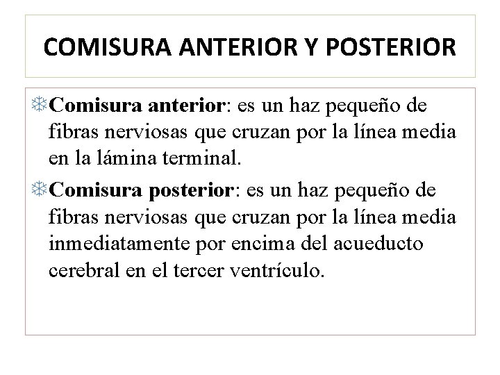 COMISURA ANTERIOR Y POSTERIOR Comisura anterior: es un haz pequeño de fibras nerviosas que