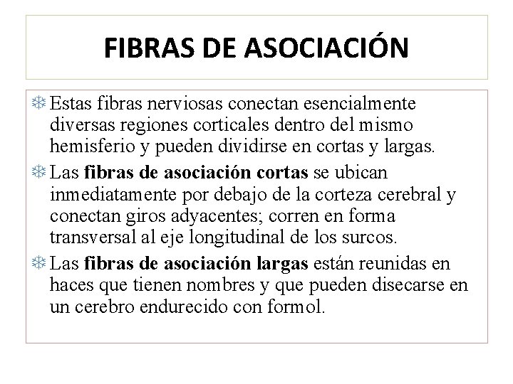 FIBRAS DE ASOCIACIÓN Estas fibras nerviosas conectan esencialmente diversas regiones corticales dentro del mismo