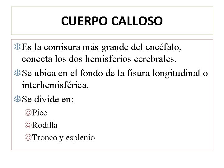 CUERPO CALLOSO Es la comisura más grande del encéfalo, conecta los dos hemisferios cerebrales.