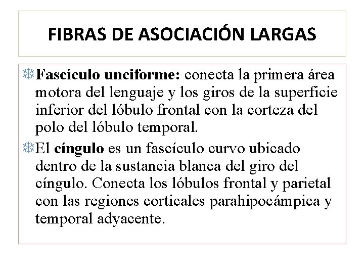 FIBRAS DE ASOCIACIÓN LARGAS Fascículo unciforme: conecta la primera área motora del lenguaje y