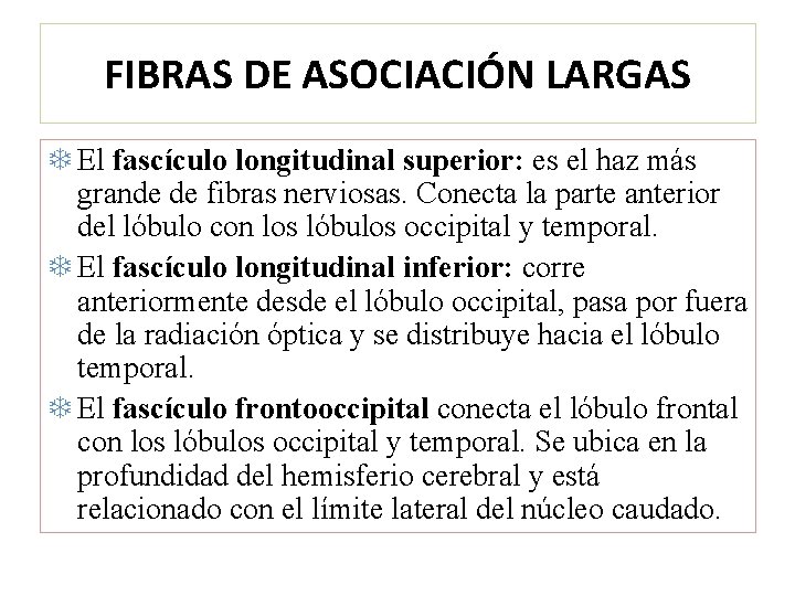 FIBRAS DE ASOCIACIÓN LARGAS El fascículo longitudinal superior: es el haz más grande de