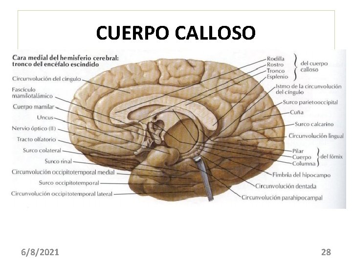 CUERPO CALLOSO 6/8/2021 28 