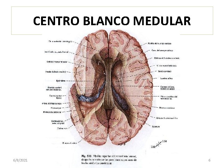 CENTRO BLANCO MEDULAR 6/8/2021 6 