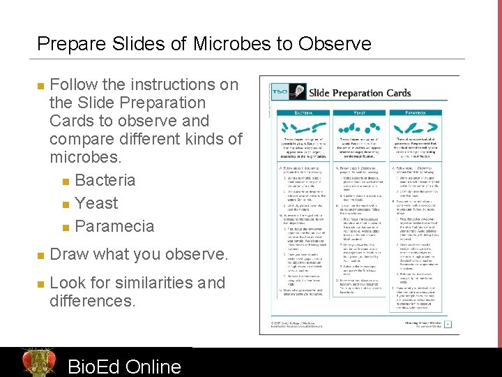 Prepare Slides of Microbes to Observe n n n Follow the instructions on the