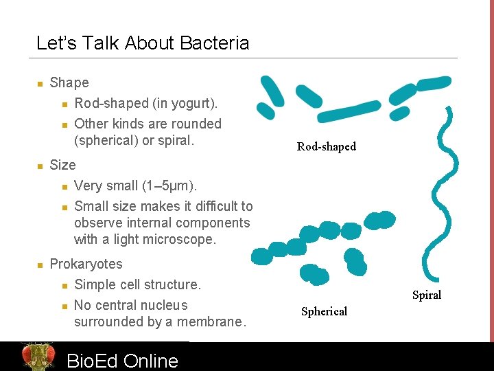 Let’s Talk About Bacteria n Shape n Rod-shaped (in yogurt). n n n Other