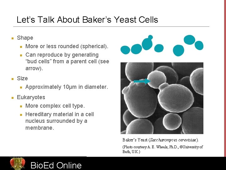Let’s Talk About Baker’s Yeast Cells n Shape n n More or less rounded