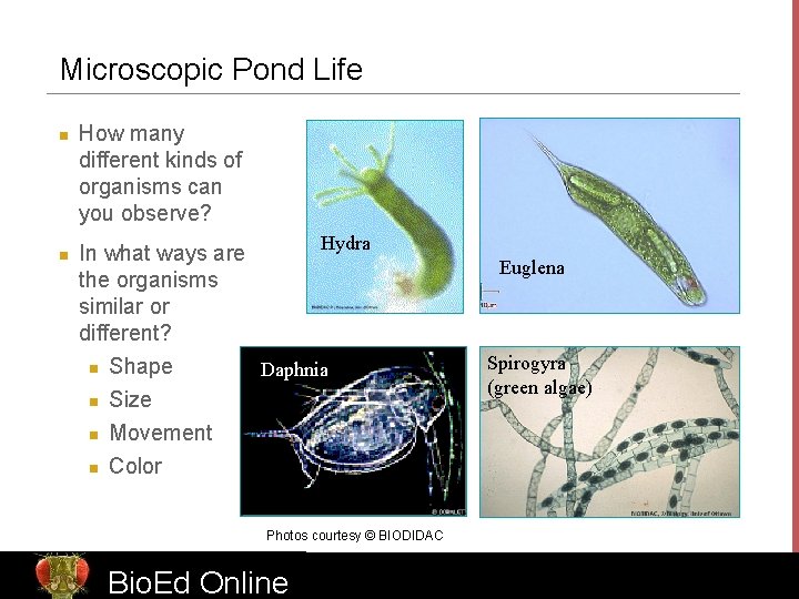 Microscopic Pond Life n n How many different kinds of organisms can you observe?