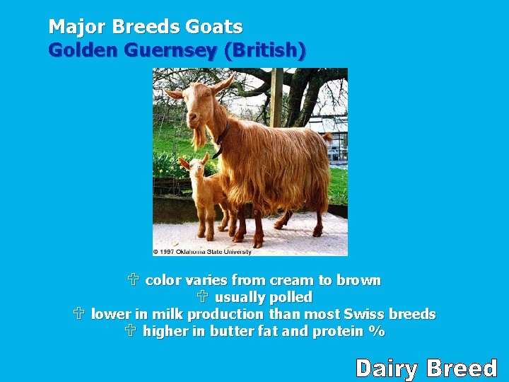 Major Breeds Goats Golden Guernsey (British) U color varies from cream to brown U