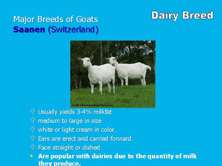 Major Breeds of Goats Saanen (Switzerland) U U U • Usually yields 3 -4%