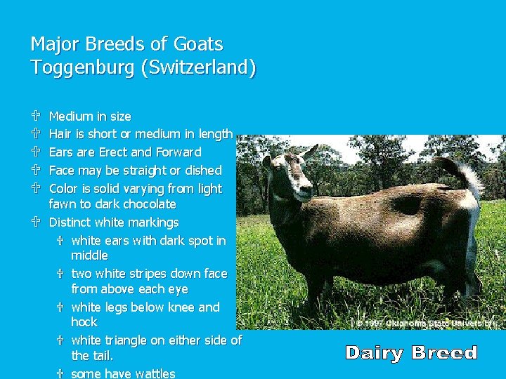 Major Breeds of Goats Toggenburg (Switzerland) U U U Medium in size Hair is