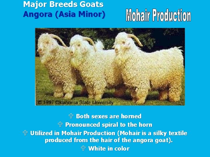 Major Breeds Goats Angora (Asia Minor) U Both sexes are horned U Pronounced spiral