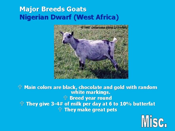 Major Breeds Goats Nigerian Dwarf (West Africa) U Main colors are black, chocolate and