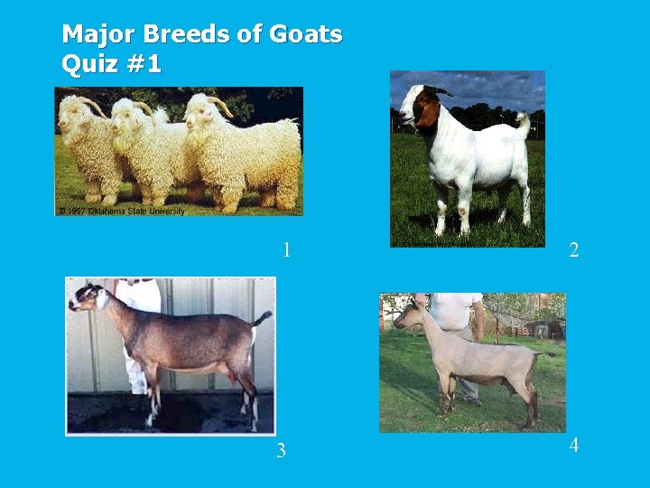 Major Breeds of Goats Quiz #1 1 2 3 4 