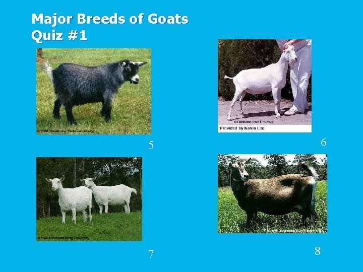 Major Breeds of Goats Quiz #1 6 5 7 8 