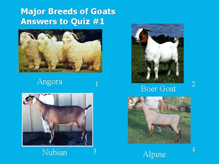 Major Breeds of Goats Answers to Quiz #1 Angora Nubian 1 3 Boer Goat
