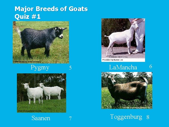 Major Breeds of Goats Quiz #1 5 La. Mancha Saanen 7 Toggenburg 8 6