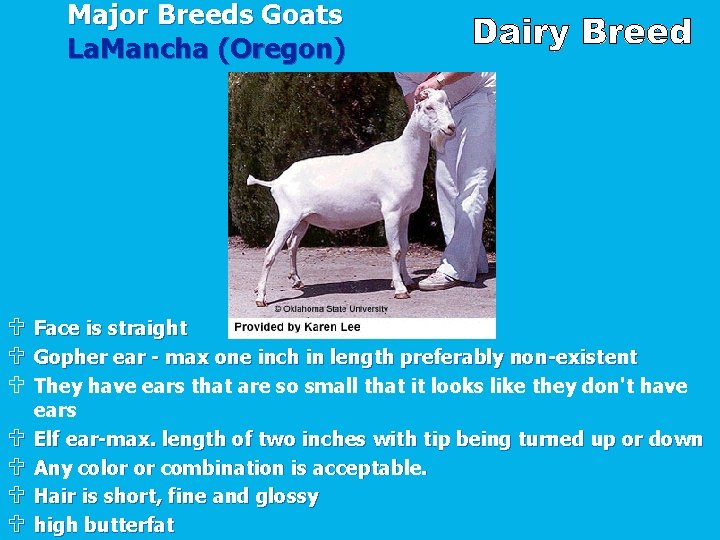 Major Breeds Goats La. Mancha (Oregon) U U U U Face is straight Gopher