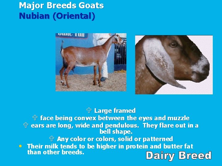 Major Breeds Goats Nubian (Oriental) U Large framed U face being convex between the
