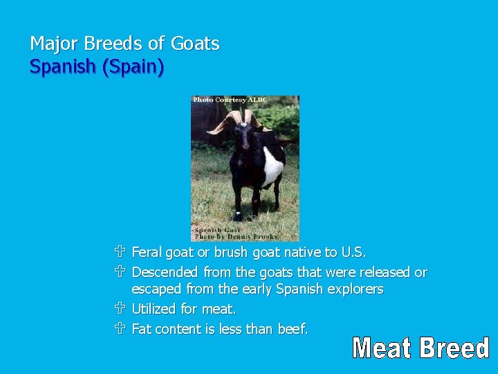 Major Breeds of Goats Spanish (Spain) U Feral goat or brush goat native to