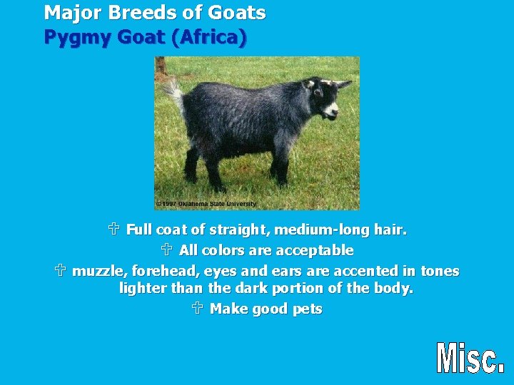 Major Breeds of Goats Pygmy Goat (Africa) U Full coat of straight, medium-long hair.