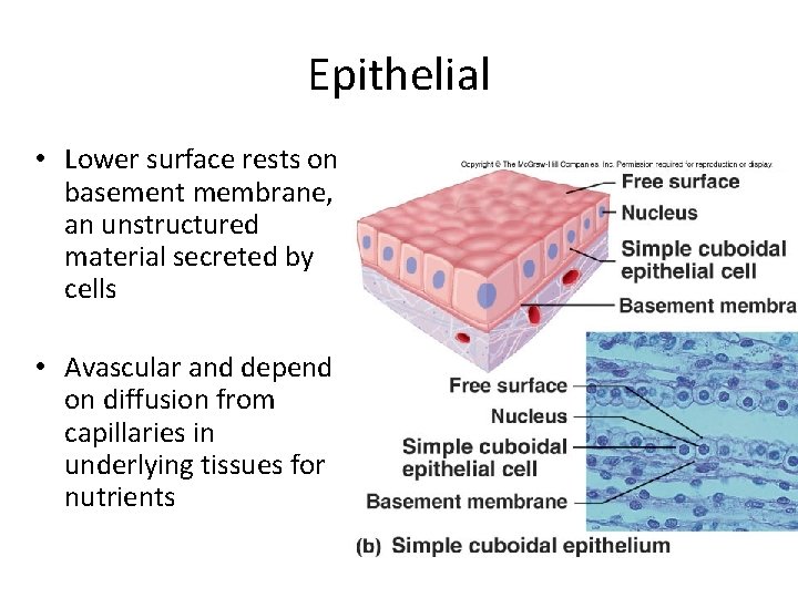 Epithelial • Lower surface rests on basement membrane, an unstructured material secreted by cells