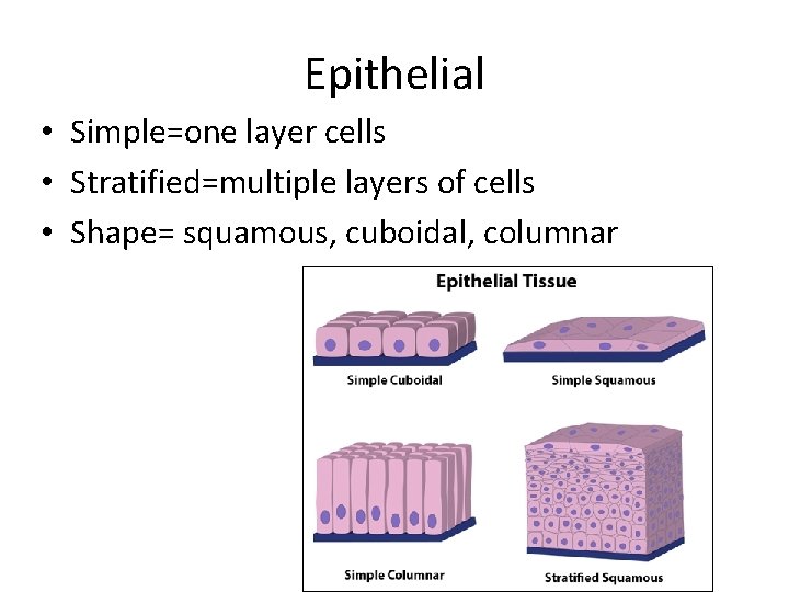 Epithelial • Simple=one layer cells • Stratified=multiple layers of cells • Shape= squamous, cuboidal,