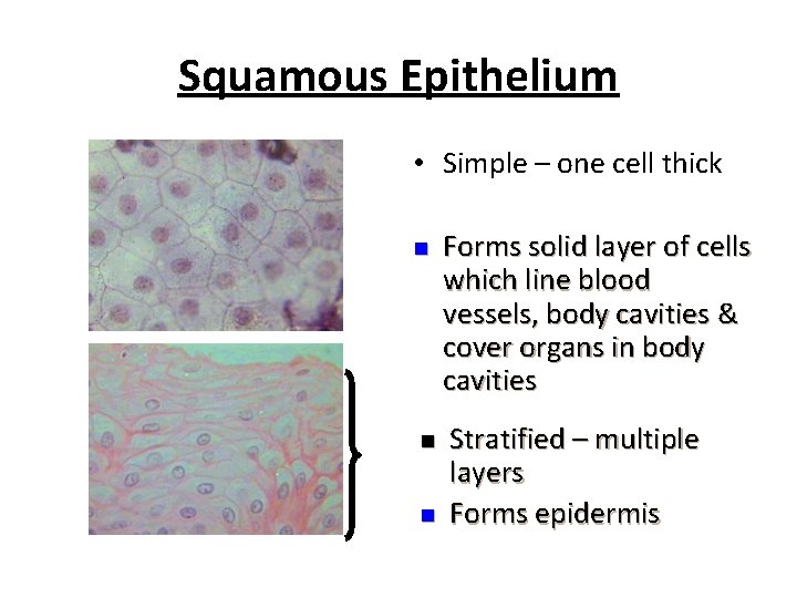 Squamous Epithelium • Simple – one cell thick n n n Forms solid layer