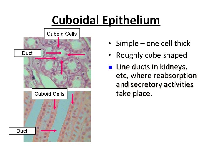 Cuboidal Epithelium Cuboid Cells Duct • Simple – one cell thick • Roughly cube