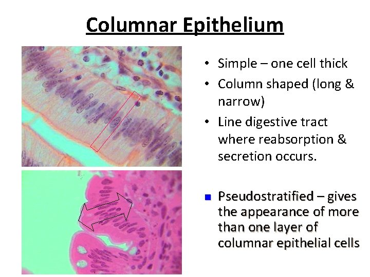 Columnar Epithelium • Simple – one cell thick • Column shaped (long & narrow)