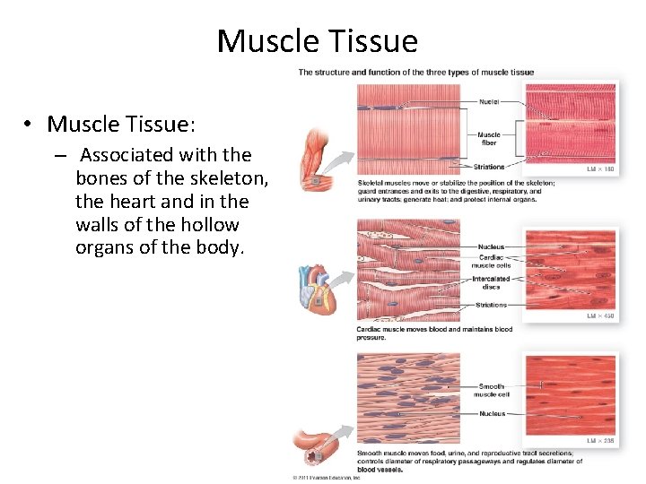 Muscle Tissue • Muscle Tissue: – Associated with the bones of the skeleton, the