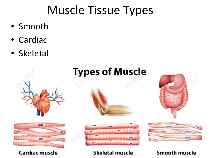 Muscle Tissue Types • Smooth • Cardiac • Skeletal 