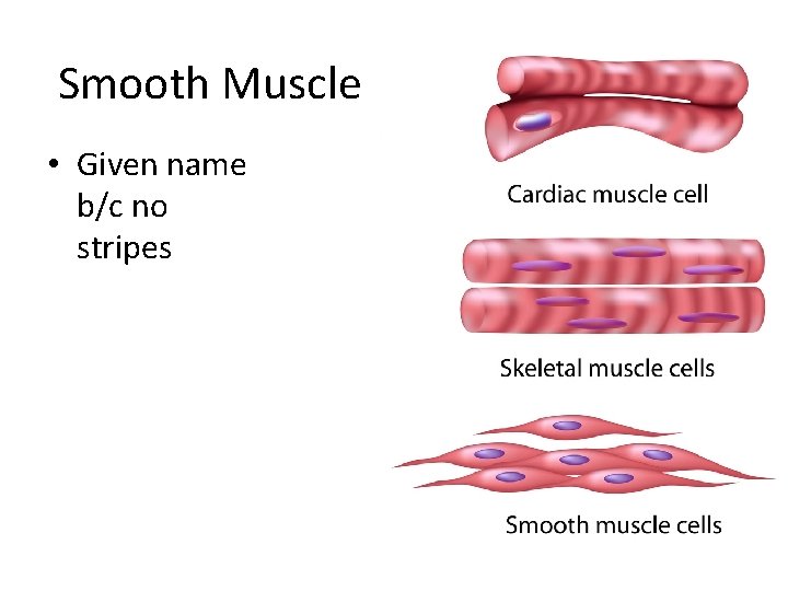 Smooth Muscle • Given name b/c no stripes 