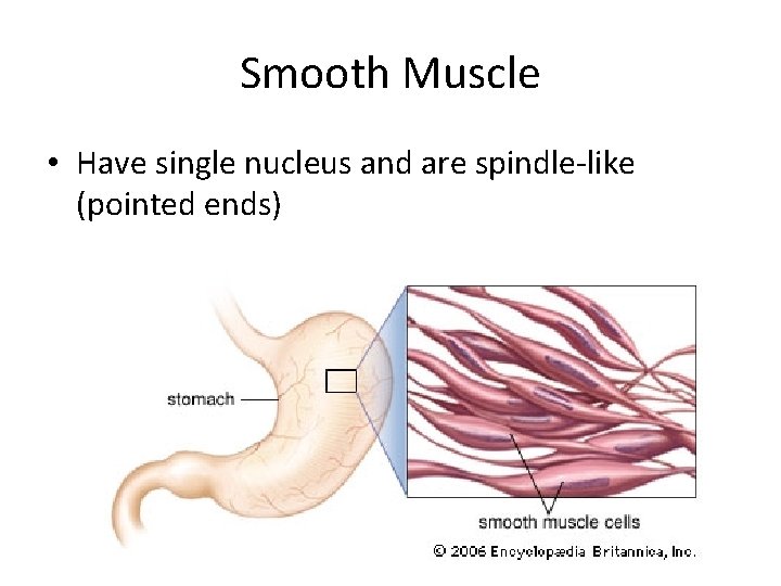 Smooth Muscle • Have single nucleus and are spindle-like (pointed ends) 