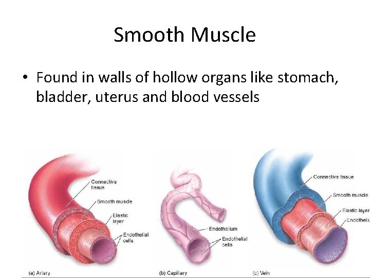 Smooth Muscle • Found in walls of hollow organs like stomach, bladder, uterus and