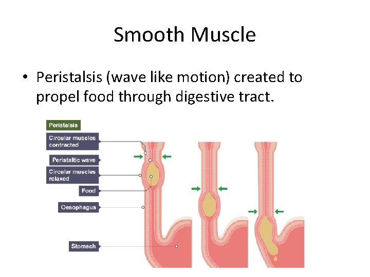Smooth Muscle • Peristalsis (wave like motion) created to propel food through digestive tract.