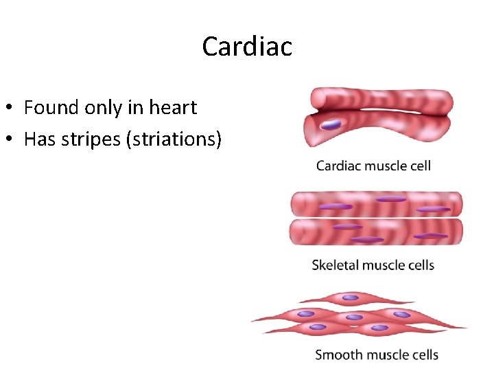 Cardiac • Found only in heart • Has stripes (striations) 
