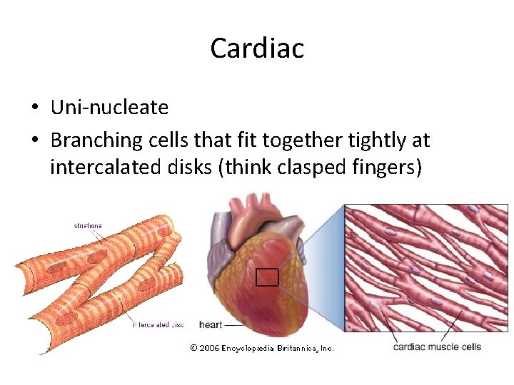 Cardiac • Uni-nucleate • Branching cells that fit together tightly at intercalated disks (think