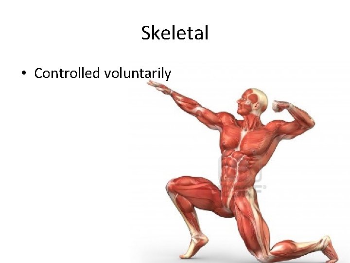 Skeletal • Controlled voluntarily 